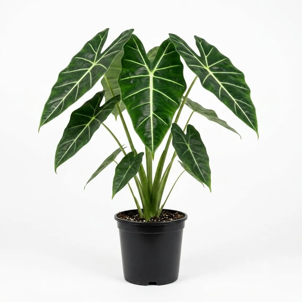 Alocasia Blanca (Alocasia sp.) — Vivero Aboquete