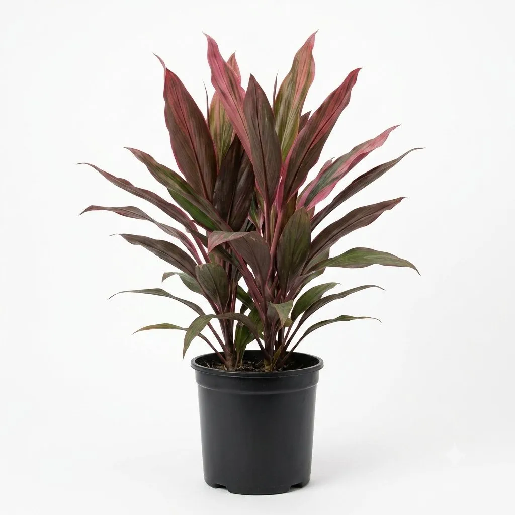 Cordyline (Cordyline fruticosa) — Vivero Aboquete