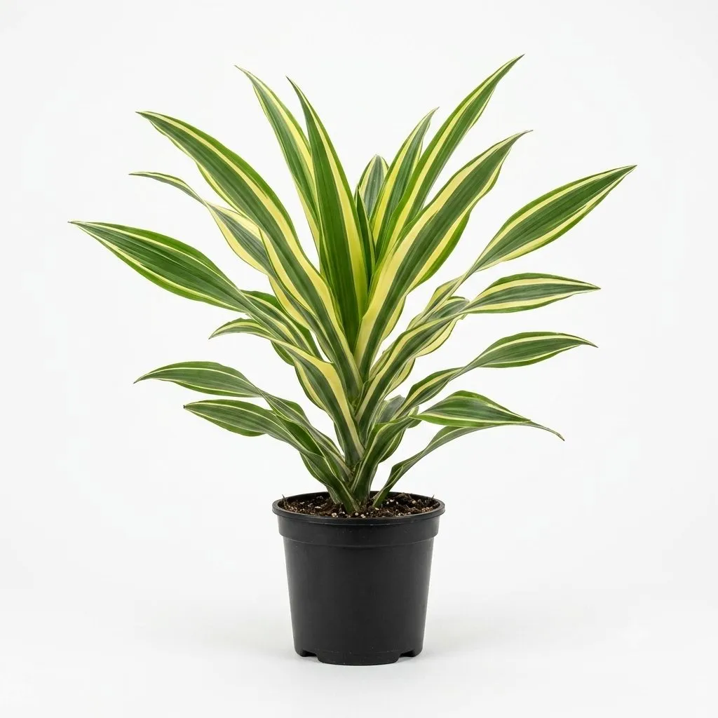 Dracena Variegata (Dracaena reflexa) — Vivero Aboquete