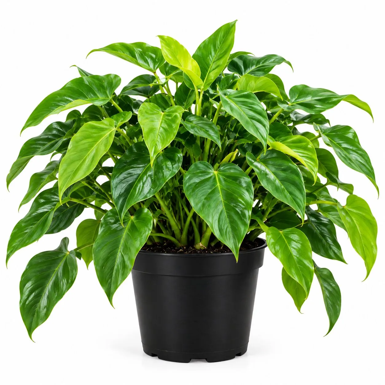 Filodendro Burle Marx (Philodendron burle-marxii) — Vivero Aboquete