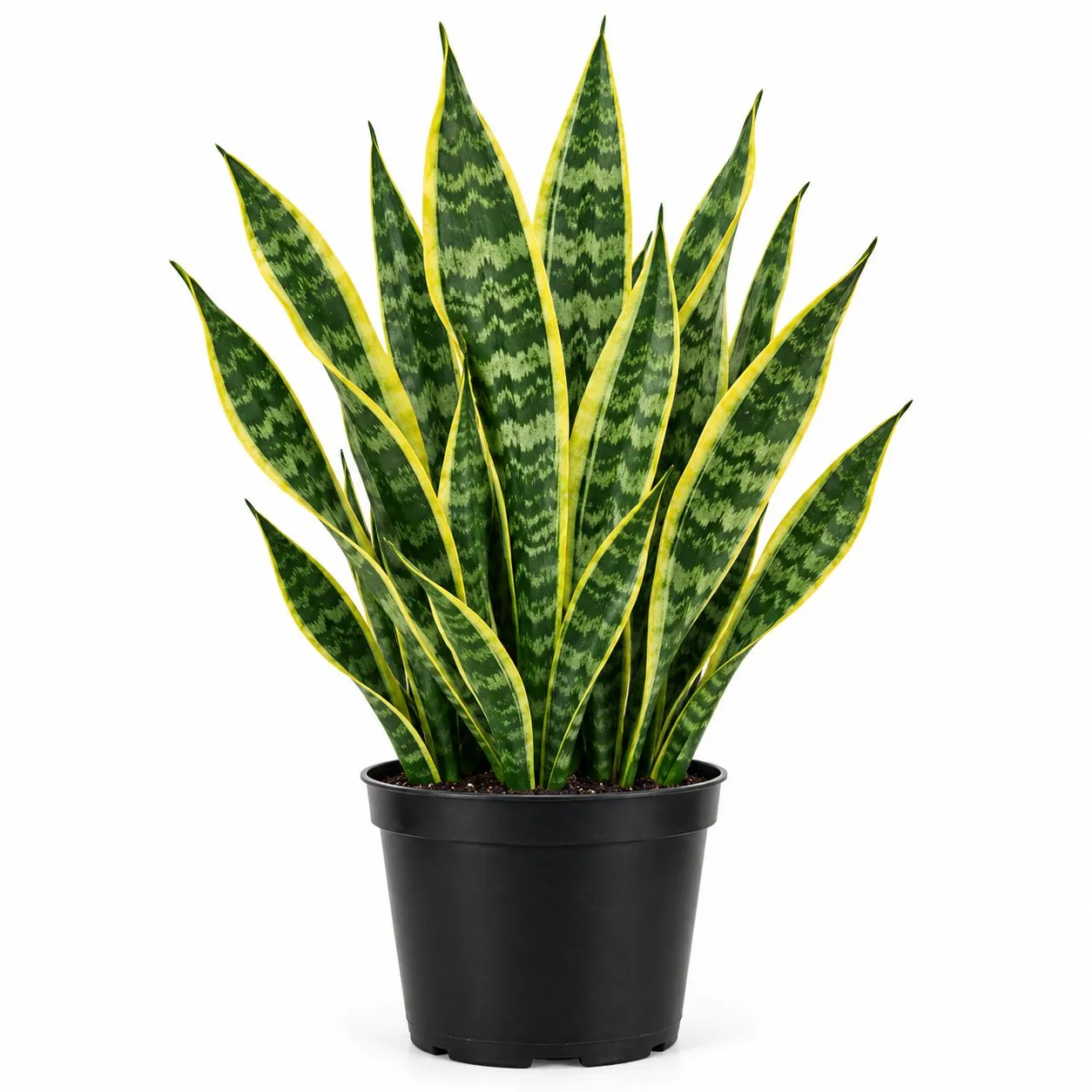 Lengua de Suegra (Sansevieria trifasciata) — Vivero Aboquete