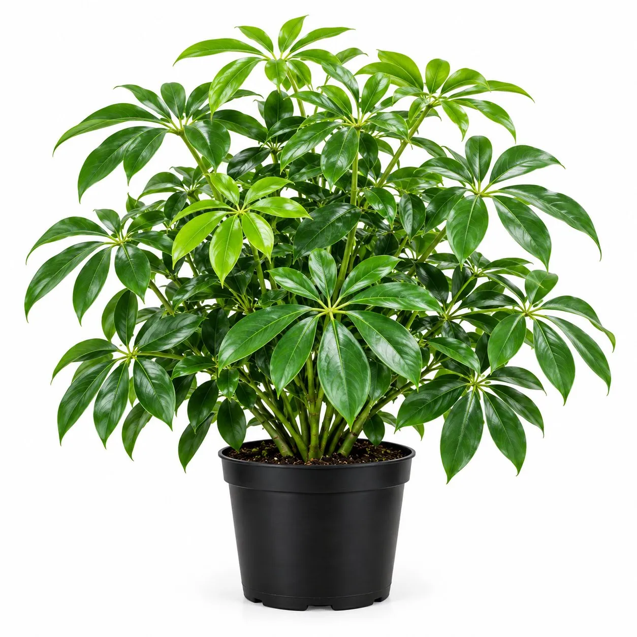 Schefflera (Schefflera arboricola) — Vivero Aboquete